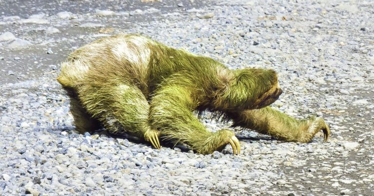 Bicho-preguiça se arrastando devagar por uma estrada de cascalho, como o processamento de custo lento no Protheus