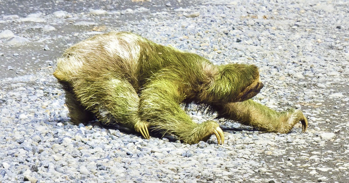 Bicho-preguiça se arrastando devagar por uma estrada de cascalho, como o processamento de custo lento no Protheus