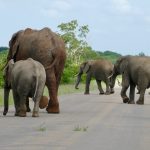 Protheus no PostgreSQL: vale trocar o SQL Server?