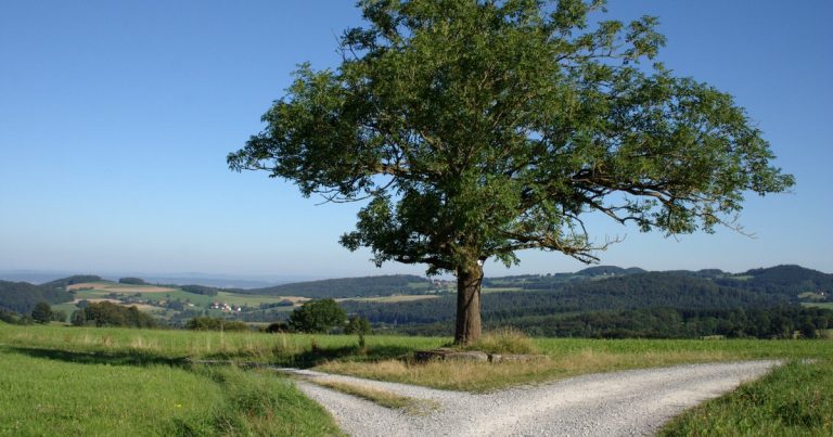 Árvore antiga na bifurcação de uma estrada de terra: dois caminhos saem do mesmo ponto, como a escolha entre ficar no Oracle 19c ou ir pro 26ai